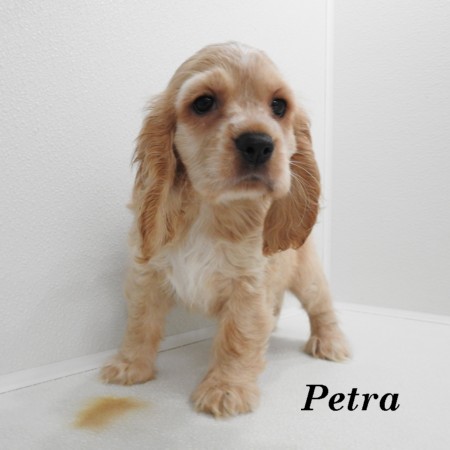 puppy, for, sale, Cocker Spaniel, Joe & Cherri  Overlease, dog, breeder, Miller, MO, dog-breeder, puppy-for-sale, forsale, nearby, find, puppyfind, locator, puppylocator, aca